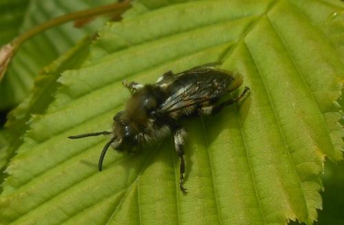 Réf. 119 777 : Melecta albifrons