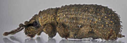 Réf. 119 908 : Cathormiocerus spinosus