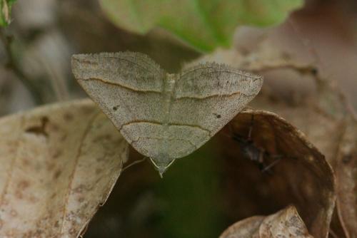 Réf. 119 305 : Scotopteryx sp.