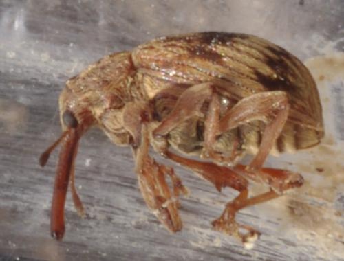 Réf. 119 891 : Anthonomus rectirostris