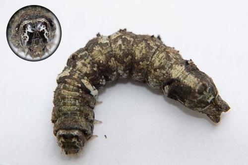 Réf. 119 946 : Allophyes oxyacanthae