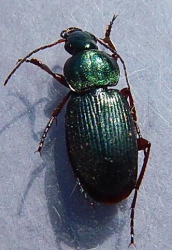Réf. 119 216 : Chlaenius decipiens