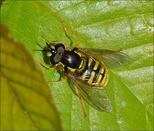 Chrysotoxum cautum
