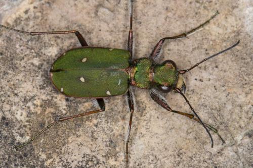 Réf. 119 990 : Cicindela campestris