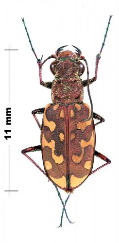 Réf. 119 406 : Lophyra flexuosa