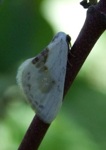 Réf. 119 638 : Cilix glaucata