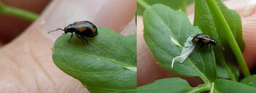 Réf. 119 463 : Phyllotreta sp.