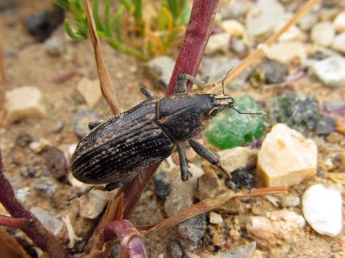 Réf. 119 197 : Temnorhinus mendicus