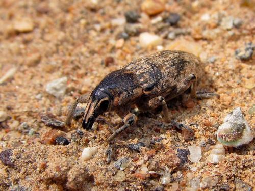 Temnorhinus mendicus