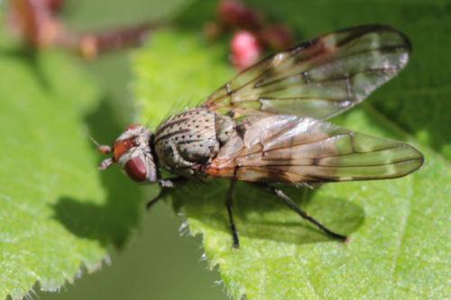 Réf. 119 090 : Otites sp.