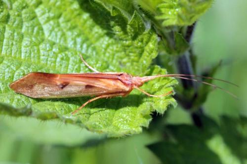Réf. 119 091 : Limnephilus rhombicus