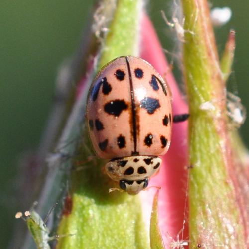 Réf. 119 940 : Oenopia conglobata