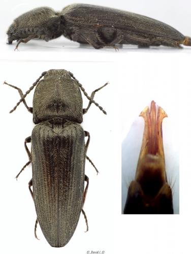 Réf. 119 228 : Cidnopus pilosus