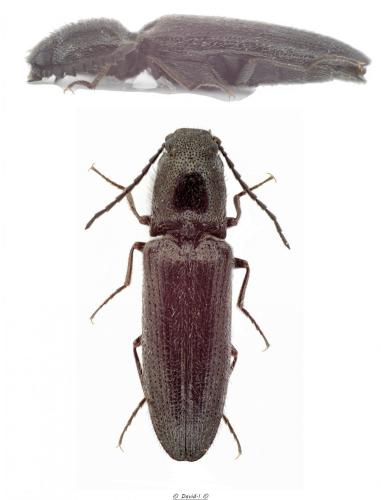 Réf. 119 230 : Limonius minutus