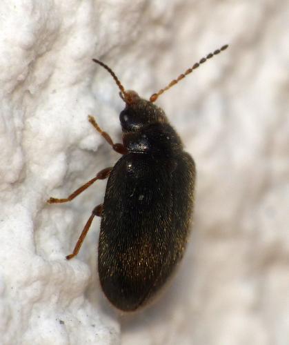 Contacyphon coarctatus