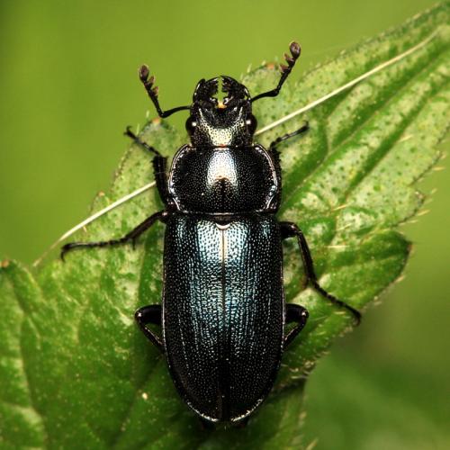 Platycerus caprea