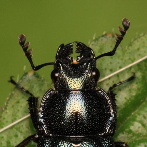 Platycerus caprea
