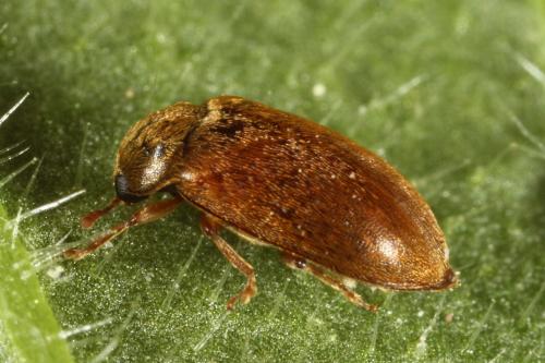 Byturus ochraceus