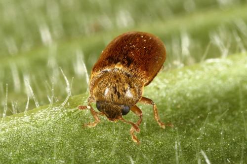 Réf. 119 643 : Byturus ochraceus
