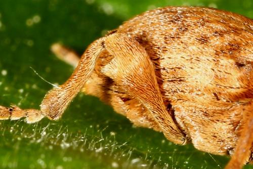 Curculio sp.
