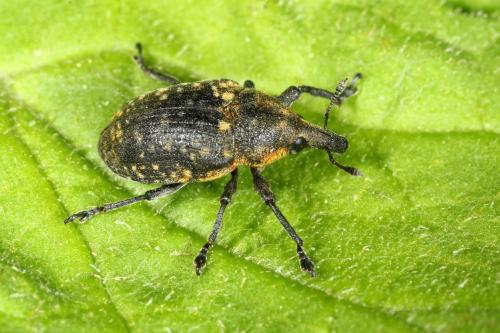 Réf. 119 974 : Larinus turbinatus