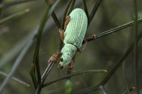 Réf. 119 483 : Polydrusus impressifrons
