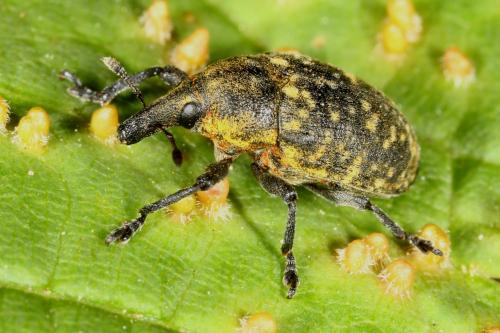 Réf. 119 975 : Larinus turbinatus