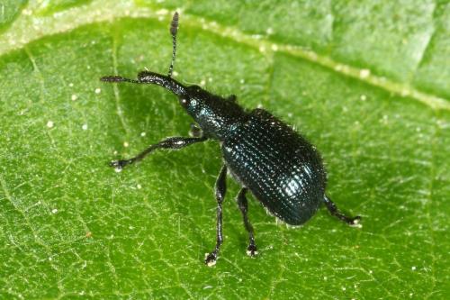 Réf. 119 696 : Involvulus caeruleus