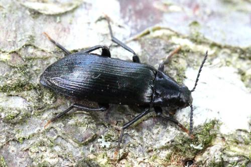 Melandrya caraboides