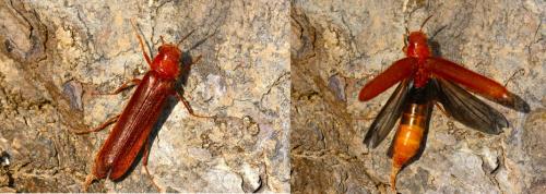 Elateroides dermestoides