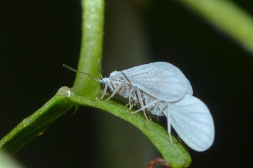 Coniopteryx sp.