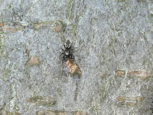 Réf. 119 007 : Salticus zebraneus