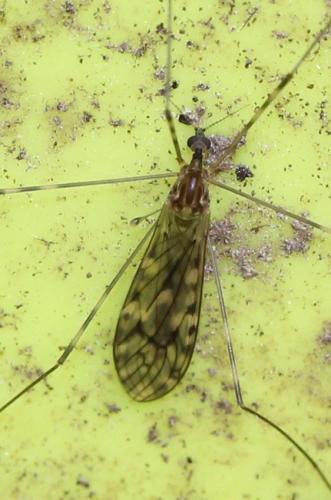 Réf. 119 453 : Limonia nubeculosa