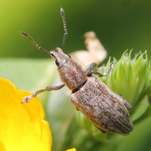 Réf. 119 691 : Tanymecus palliatus