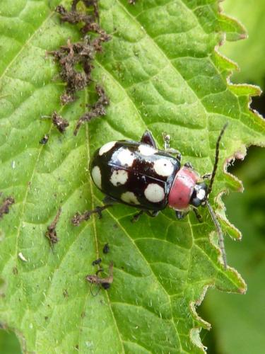 Omophoita cyanipennis cyanipennis