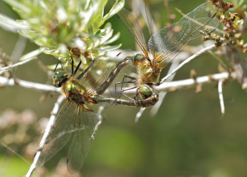 Cordulia aenea