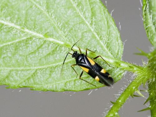 Dryophilocoris flavoquadrimaculatus