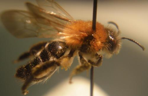 Andrena nitida