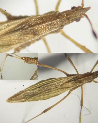 Berytinus minor