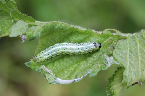 Réf. 119 465 : Cosmia affinis