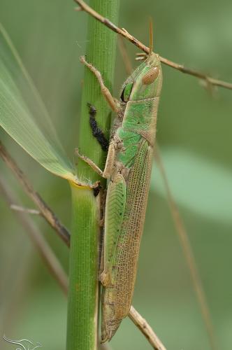 Tropidopola cylindrica cylindrica