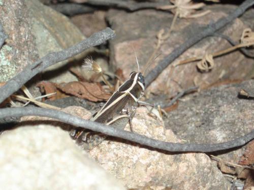 Calliptamus sp.