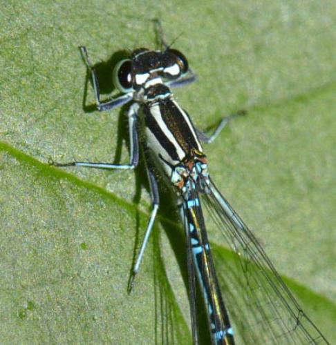 Coenagrion puella