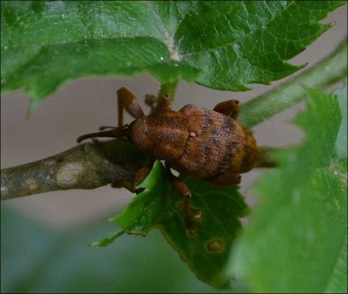 Réf. 119 012 : Curculio sp.