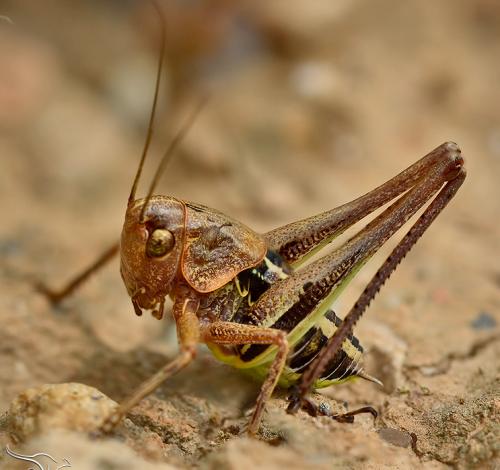 Réf. 119 971 : Decticus albifrons