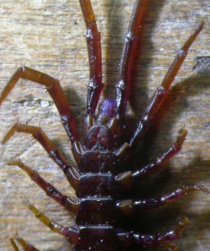 Réf. 119 614 : Lithobius pilicornis
