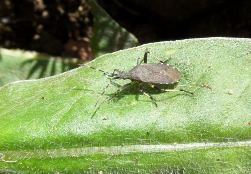 Dicranocephalus agilis