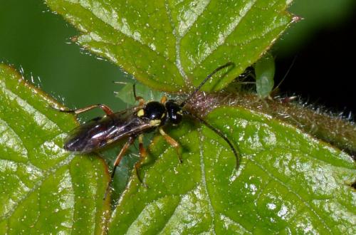 Diplazontinae