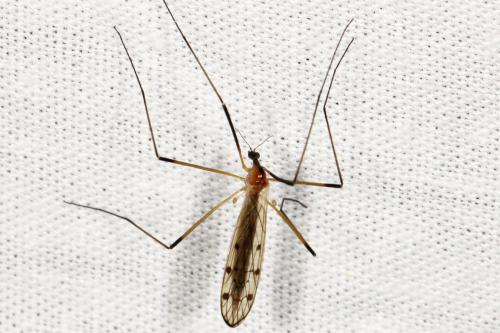 Réf. 119 084 : Limonia nigropunctata