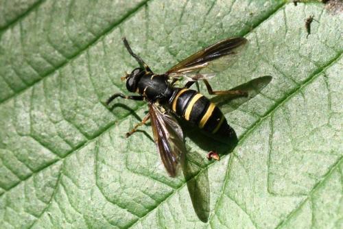 Temnostoma bombylans
